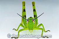 Australian Giant Grasshopper Photo - Gary Bell