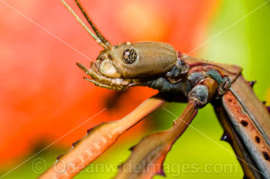 Largest known insect in Australia. Photo taken in Coffs Harbour, 