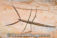 Great Brown Phasma Stick Insect Photo - Gary Bell
