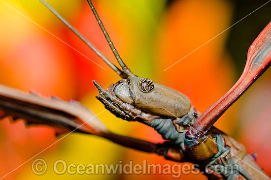 Great Brown Phasma Stick Insect photo
