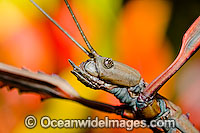 Great Brown Phasma Stick Insect Photo - Gary Bell