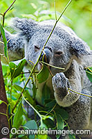 Koala eating Photo - Gary Bell