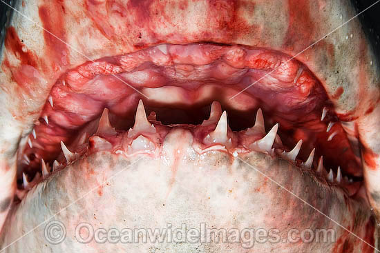 Porbeagle Shark jaw photo