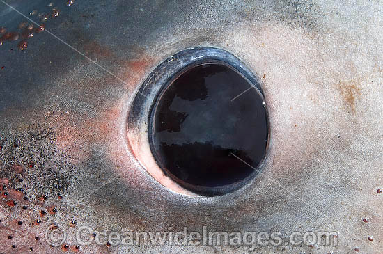 Porbeagle Shark eye photo