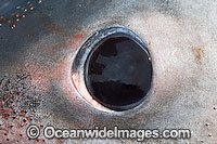 Porbeagle Shark eye Photo - Andy Murch