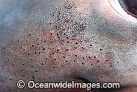 Porbeagle Shark snout Photo - Andy Murch