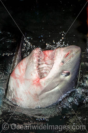 Porbeagle Shark head photo