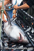 Porbeagle Shark Research Photo - Andy Murch