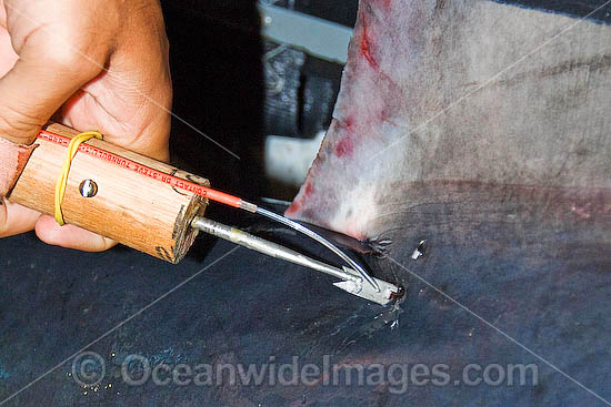 Porbeagle Shark Research photo
