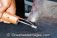 Porbeagle Shark Research Photo - Andy Murch