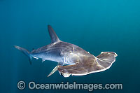 Smooth Hammerhead Shark Photo - Andy Murch