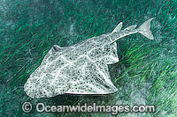 Common Angel Shark Squatina squatina Photo - Andy Murch