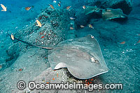 Roughtail Stingray Photo - Andy Murch