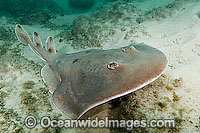 Giant Electric Ray Narcine entemedor Photo - Andy Murch