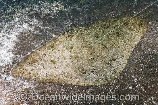 spiny butterfly ray