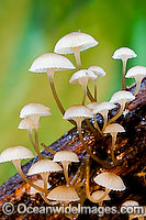 Rainforest Fungi Photo - Gary Bell
