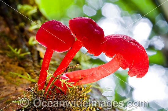 Australian Rainforest Fungi photo