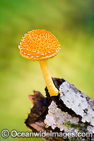 Fungi Cyptotrama asprata Photo - Gary Bell