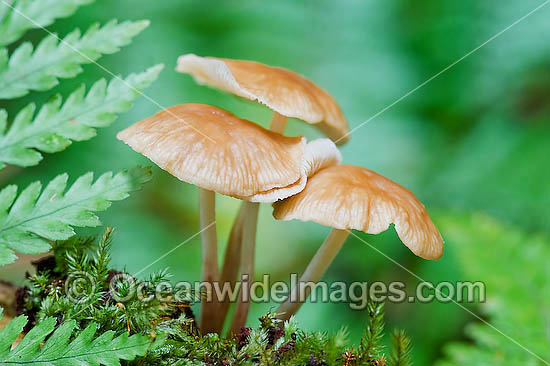 Rainforest Fungi photo