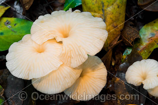 Australian Fungi photo