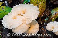 Australian Fungi Photo - Gary Bell