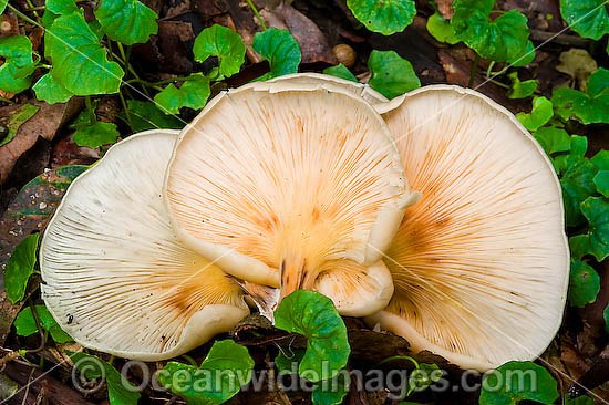 Australian Rainforest Fungi photo