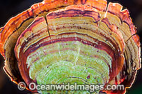 Fungi Trametes versicolor Photo - Gary Bell