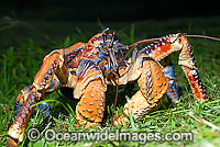 Robber Crab Birgus latro Photo - Justin Gilligan