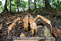 Robber Crab in rainforest Photo - Justin Gilligan