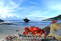 Christmas Island Red Crab on beach Photo - Justin Gilligan