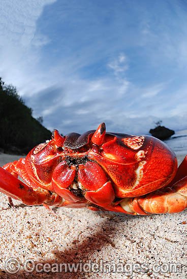 Crabs Red