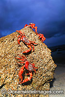 Christmas Island Red Crab on beach rock Photo - Justin Gilligan
