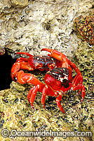 Christmas Island Red Crab on beach rock Photo - Justin Gilligan
