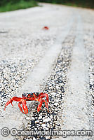 Christmas Island Red Crab crossing road Photo - Justin Gilligan