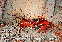 Christmas Island Red Crab larvae migrating Photo - Justin Gilligan