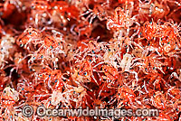 Christmas Island Red Crab larvae Photo - Justin Gilligan