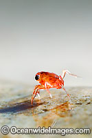 Christmas Island Red Crab larvae Photo - Justin Gilligan