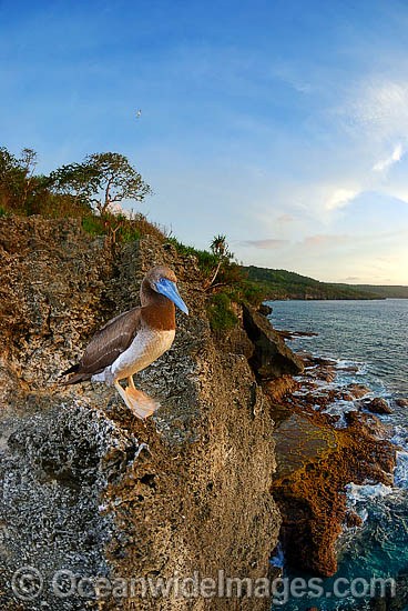 File:Brown Booby (Sula leucogaster) chick on Christmas Island 2