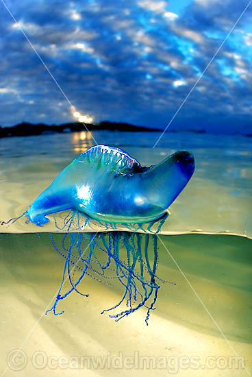 Portuguese Man-of-war Jellyfish photo