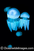 Blubber Jellyfish Catostylus mosaicus Photo - Justin Gilligan