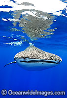 Whale Shark Christmas Island Photo - Justin Gilligan