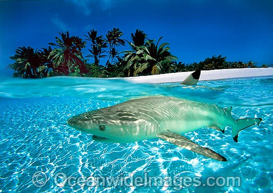 Blacktip Reef Shark Christmas Island photo