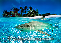 Blacktip Reef Shark Christmas Island Photo - Justin Gilligan