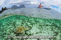 Kayaker with Green Sea Turtle Photo - Justin Gilligan