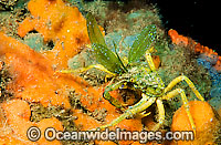 Spider Crab Naxia aurita Photo - Gary Bell