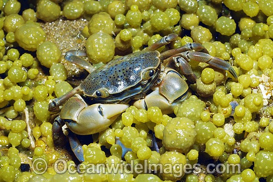 Shore Crab photo