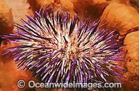 Sea Urchin Heliocidaris erythrogramma Photo - Gary Bell