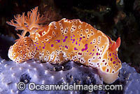 Nudibranch on sponge Photo - Gary Bell