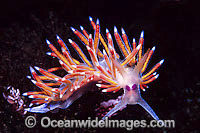 Flabellina Nudibranch Flabellina poenicia Photo - Gary Bell