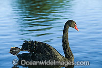Black Swan Cygnus atratus Photo - Gary Bell